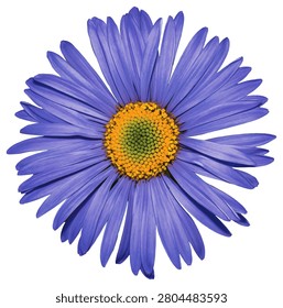 realistic violet Aster flower