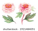Realistic watercolor hand drawn illstrations of peony (Paeonia) with flowers and leaves isolated on white