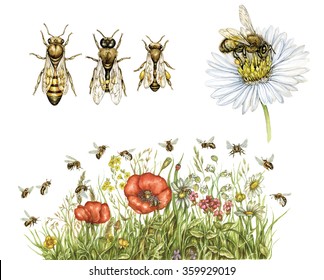 Realistic Watercolor Hand Made Illustrations Of Honey Bee (apis Mellifera) With Worker Bee, Drone, Queen And Bees Collect Pollen Of Wildflowers Isolated On White 