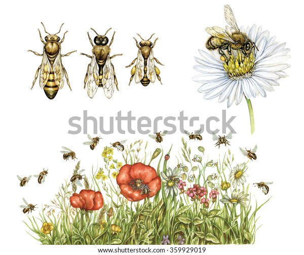 ハチミツバチ アピスメリフェラ とワーカーバチ ドローン クイーン 蜂が白い背景に野花の花粉を集めるリアルな水彩の手描きのイラスト のイラスト素材