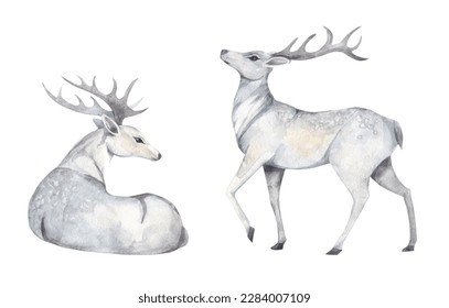 Realistic watercolor sketch white deer  Hand painted art isolated white background  Forest wild animal  decorative forest design element