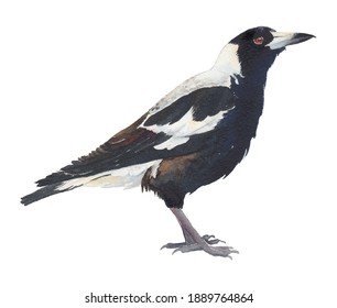 Realistic Watercolour Of An Australian Magpie (Gymnorhina Tibicen From Artamidae Family) Black And White Bird, Similar To A Crow, On A White Background