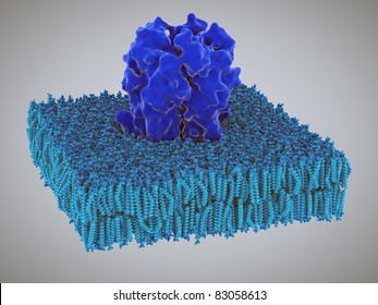 Receptors In The Lipid Layer Of Cell Membrane