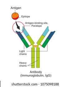 262 Epitope Images, Stock Photos & Vectors | Shutterstock