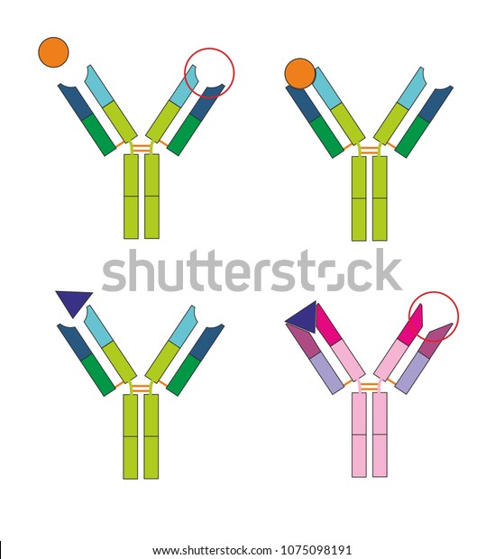 Antibody And Antigen Stock Vector Illustration Of Heavy