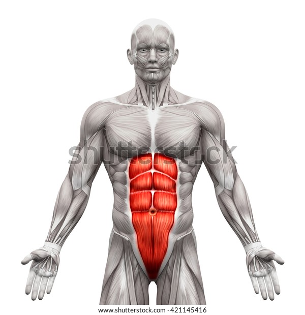 Rectus Abdominis Anatomy Abs Muscles Isolated Stock Illustration 421145416