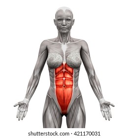 Rectus Abdominis Anatomy Muscles Isolated On Stock Illustration ...