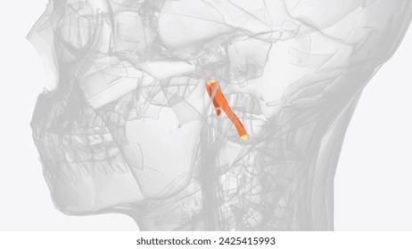 The Rectus capitis anterior is a short, flat muscle, situated immediately behind the upper part of the Longus capitis  3d illustration