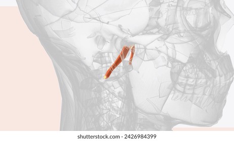 The Rectus capitis anterior is a short, flat muscle, situated immediately behind the upper part of the Longus capitis  3d illustration