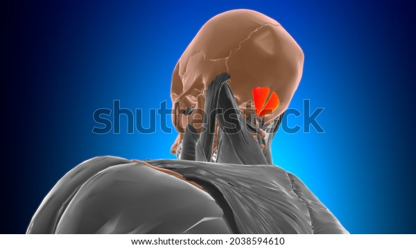 Rectus Capitis Posterior Minor Muscle Anatomy Stock Illustration 2038594610 Shutterstock 9482