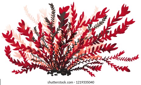 Red Algae On White Background Illustration