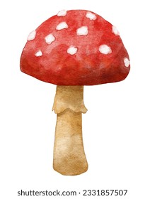 Red red amanita mushroom