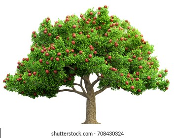 りんご 木 Images Stock Photos Vectors Shutterstock