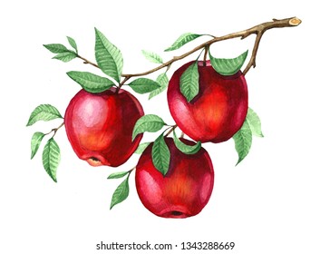 Red apples on the branch. Watercolor illustration of a sweet fruit on a white background. Isolated drawing.