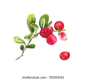 Red Berries (cranberry) With Leaves. Watercolor 