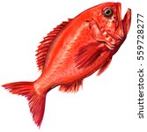 Red beryx decadactylus fish seafood isolated, watercolor illustration on white