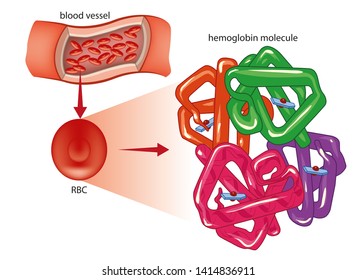 Red Blood Cell And Hemoglobin Molecule