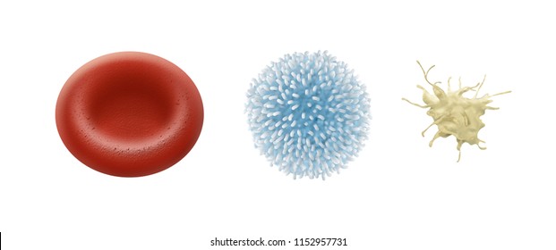 Red Blood Cell. White Blood Cell. Platelet