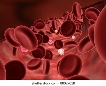 Red Blood Cells, White Blood Cells And Plasma Cells In Artery