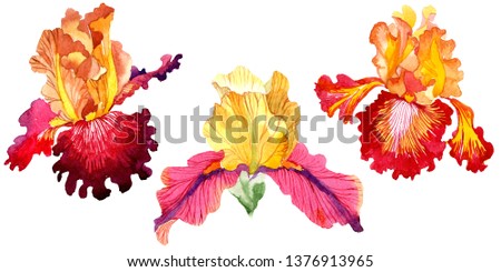 Red Bold encounter iris floral botanical flowers. Wild spring leaf wildflower isolated. Watercolor background set. Watercolour drawing fashion aquarelle. Isolated iris illustration element.