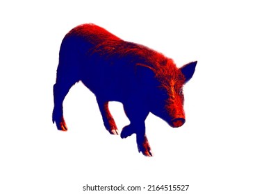 The Red Breeding Pig, Swine Grower. Illustration Of Thermal Image On White Background