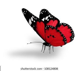 Red butterfly , isolated on white