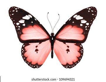 Red Butterfly, Isolated On White