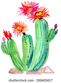 Red Cactus Flower. Watercolor Painting