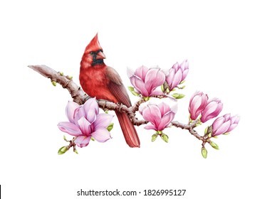 Red cardinal bird with magnolia flowers watercolor illustration. Hand drawn close up beautiful bird with lush magnolia spring blossoms. Bright cardinal on a branch isolated on white background.