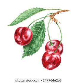 Red cherry branch with green leaf. Juicy hand drawn watercolor illustration. Delicious food art, fresh botanical realistic painting. Summer berry clipart for menu, prints for farm goods, vegan product - Powered by Shutterstock