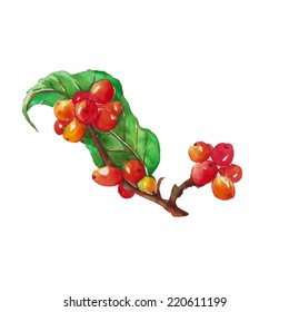 Red Coffee Bean On Bruch Coffee Tree, Watercolor Painting