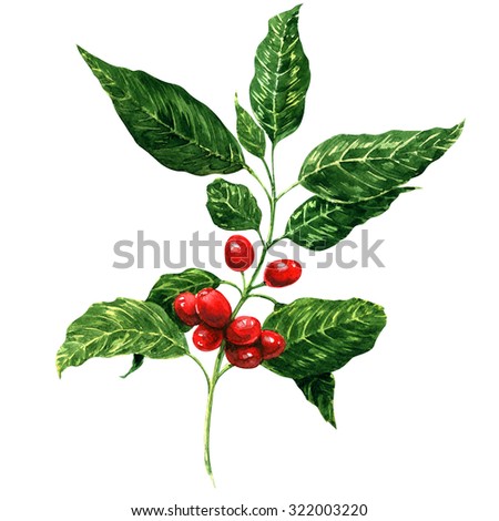 Red coffee beans on branch, watercolor painting, white background