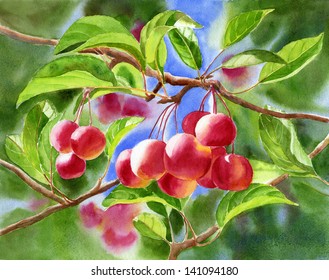 Red Crab Apples Background Watercolor Painting Stock Illustration ...