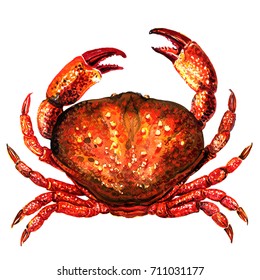 Red Crab Fresh Seafood Shellfish Food Stock Illustration 711031177 ...