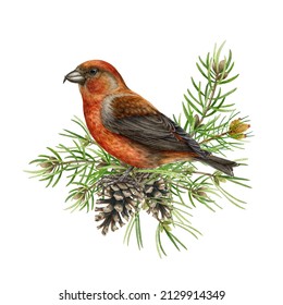Red crossbill bird on pine branches and cones. Watercolor illustration. Crossbill perched on spruce branch. Loxia curvirostra avian. Realistic forest avian. Rustic natural decor