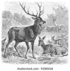 Red deer (Cervus Elaphus) / vintage illustration from Meyers Konversations-Lexikon 1897
