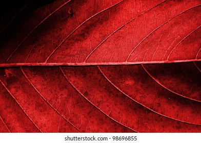 Red dried leaf texture.