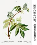 Red elderberry (1801–1819) by Pierre-Joseph Redouté. Vintage Redoute’s plant art, flower drawing illustration, old Pierre-Joseph Redoute’s flower painting, floral art print.