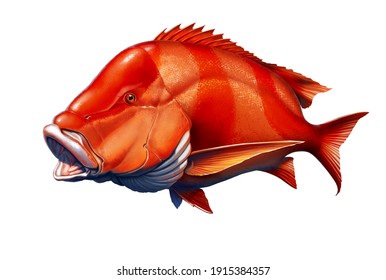 Red Emperor Snapper Fish Realistic Illustration Isolated.