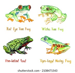 Red Eye Tree Frog (Agalychnis Callidryas), White's Tree Frog (Ranoidea Caerulea), Fire-bellied Toad (Bombina Bombina), Tiger-legged Monkey Frog (Pithecopus Hypochondrialis), Isolated Watercolor 