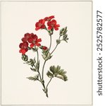 Red flower by M. de Gijselaar (1830). Red flower illustration. Vintage red floral flower art drawing illustration, old painting art print of floral flower on brown vintage paper.