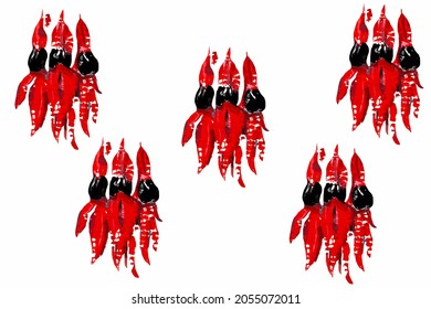 red flower painting black centre sturt desert pea australia
