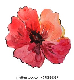 Red Flower Poppy Hand Drawn Watercolor Stock Illustration 790928329 ...
