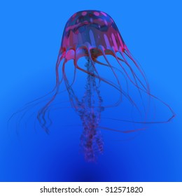 Red Glowing Jellyfish - The Jellyfish Is A Transparent Gelatinous Predator That Uses Its Stinging Tentacles To Catch Fish And Small Prey.