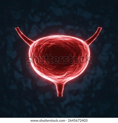 Red glowing urinary bladder on a dark blue background. Excretory system part storing urine from kidneys. Urinary bladder disease concept. X-ray hologram. 3d-rendering