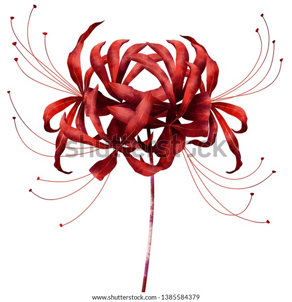 Red Higanbana Flower Watercolor Digital Paint のイラスト素材
