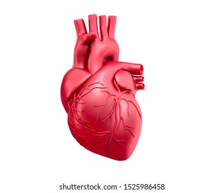 Red Human Heart Model - 3D Illustration