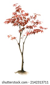 Red japanese maple tree hand drawn in watercolor isolated white background  Watercolor autumn floral illustration 	

