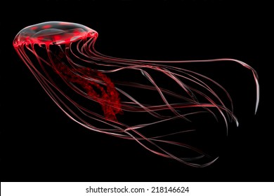 Red Jellyfish - An Bioluminescent Red Jellyfish Glows In The Darkness Of The Deep Ocean. 