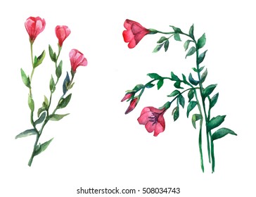 紅蓮花亜麻 Linum Grandiflorum 白い背景に水彩イラスト のイラスト素材